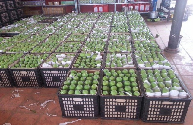 Mango farms, packaging, cooling warehouse and SPS treatment plants must register with MAFF and be recognised by China’s General Administration of Customs.