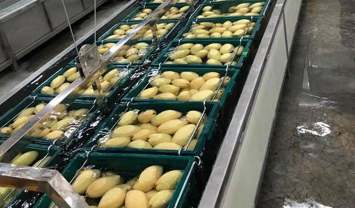 Cambodia and China signed a protocol on the phytosanitary requirements that would enable fresh mango exports in June 9, 2020. Until now though, Cambodia has yet to be able to export fresh mango to China, with the exception of test shipments that were part of the assessment process of phytosanitary standards.