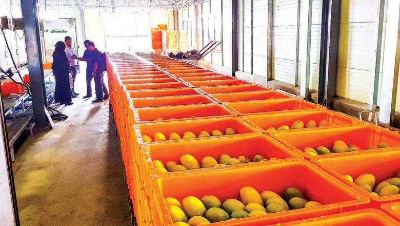 Cambodian mangoes edge closer to China