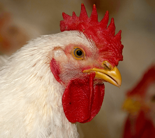 The Ministry of Agriculture, Forestry and Fisheries has banned the import of live chickens due to a lack of markets caused by the recent spread of Covid-19. However, it is in discussions with stakeholders to find buyers for farmers.
