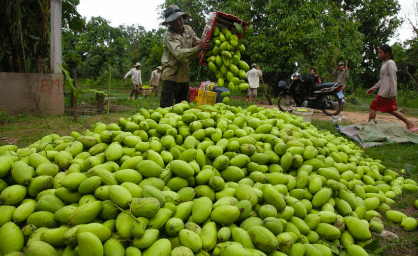 Mangoes for export