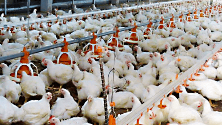 Farmers and the Cambodia Livestock Raisers Association (CLRA) has called on consumers to buy live chickens as millions can’t be sold due to Covid-19, forcing prices to plummet to 1,300 riel ($0.32) per kilogramme.