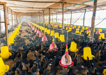 Chicken prices drop after Feb 20 incident