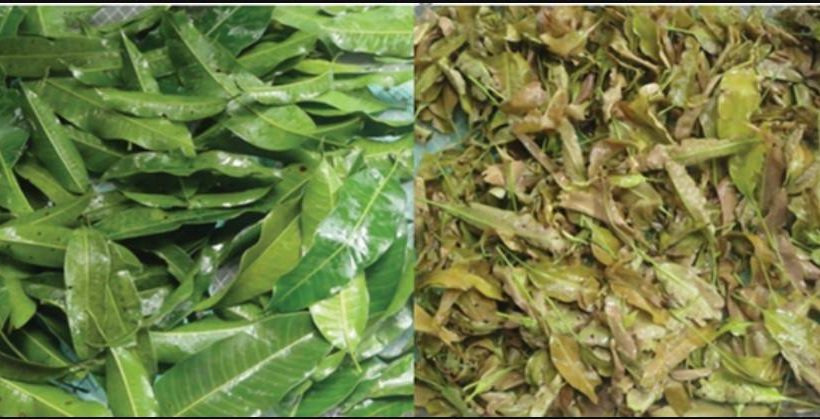 Leaves of mature (left) and young (right) carabao mango. (Photo from the Philippine Journal of Science/DOST-STII)