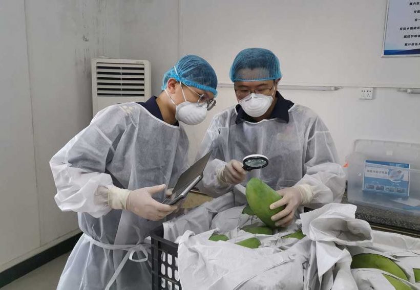 Chinese customs staff on May 21 conduct inspection and quarantine on fresh Keo Romiet mangoes imported from the Kingdom. QINZHOU PORT CUSTOMS