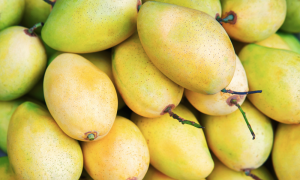 Vietnam is the biggest buyer of Cambodia's mangoes